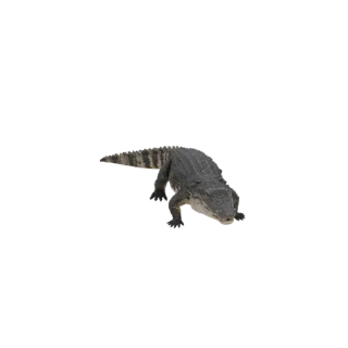 Реалистичная 3D модель аллигатора в низком приседе, демонстрирующая текстурированную чешую и мощное телосложение.
