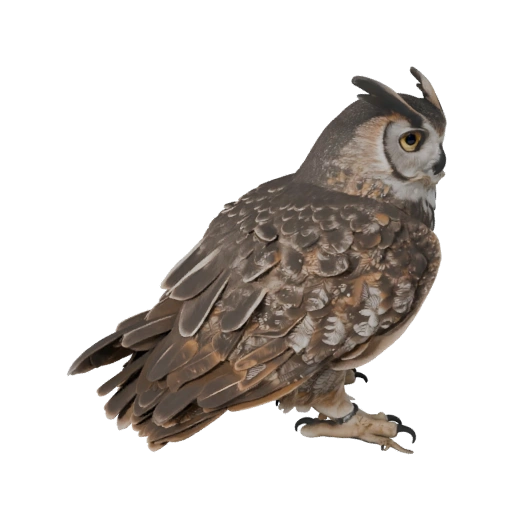 3D модель филина для Unity - Готовый игровой ассет, FBX