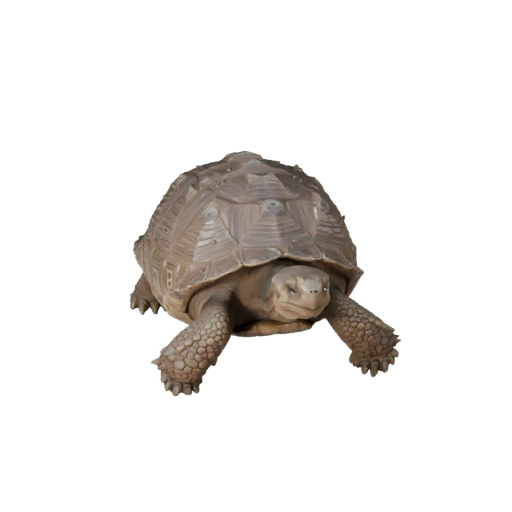 Галапагосская черепаха 3D модель для Unity - Готовый игровой ассет, FBX