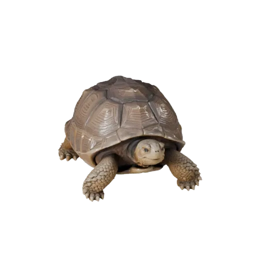 Высокополигональная 3D-модель Галапагосской черепахи STL, изометрический вид, готовая к печати фигурка животного со складками