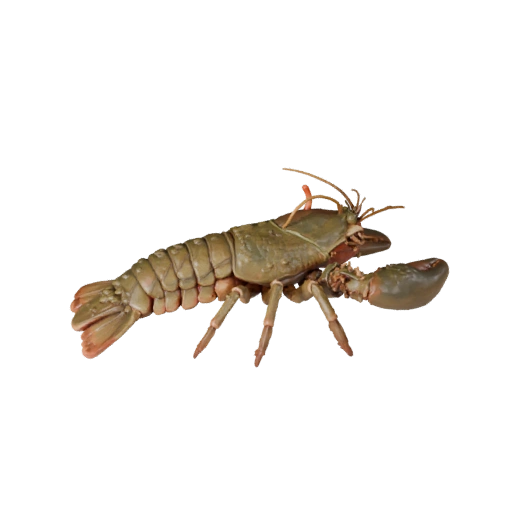 3D модель омара для Unity - Готовый игровой ассет, FBX | Без роялти