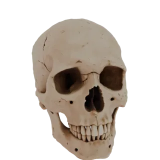 3D модель человеческого черепа без нижней челюсти, вид спереди