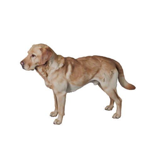 Реалистичная собака породы лабрадор ретривер 3D модель - PBR ресурс для