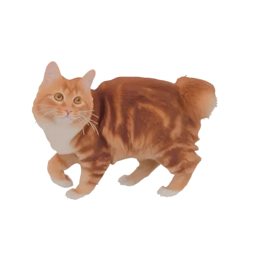 3D модель рыжего кота бобтейла в ходьбе, с четкими полосами и коротким хвостом.