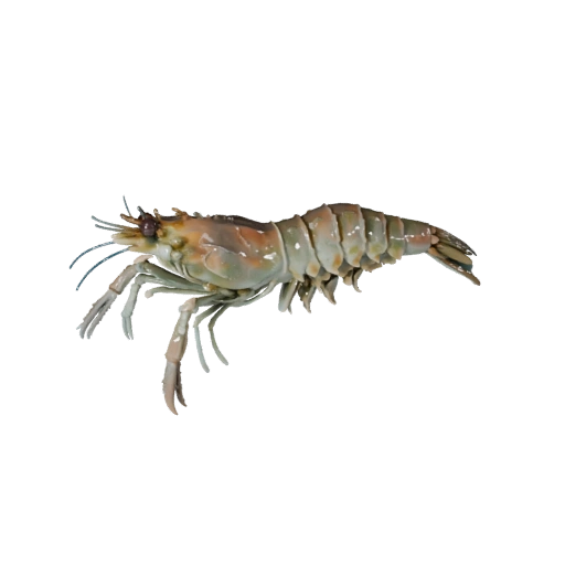 3D модель креветки для Unity - Готовый игровой ассет, FBX | Бесплатно