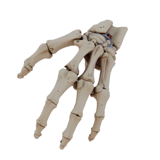 Реалистичная 3D-модель костей руки и черепа, студийный рендер в три четверти, показывающий поверхности костей, скелетные орие