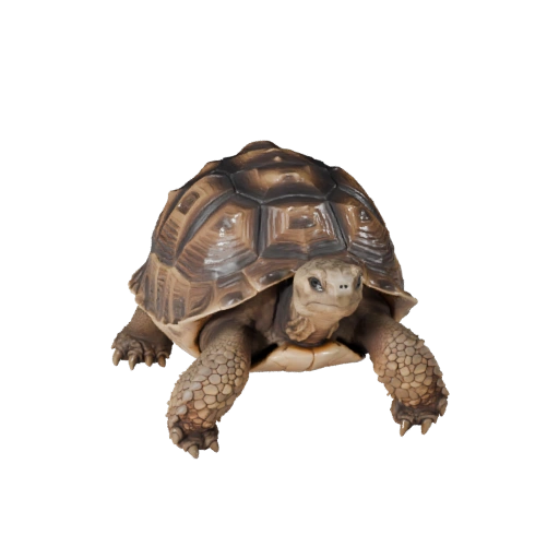 3D модель пустынной черепахи для Unity - Готовый игровой ассет, FBX