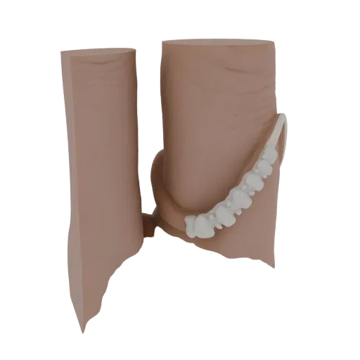 3D модель толстой кишки человека, показывающая ее спиральную структуру и текстурированную поверхность.