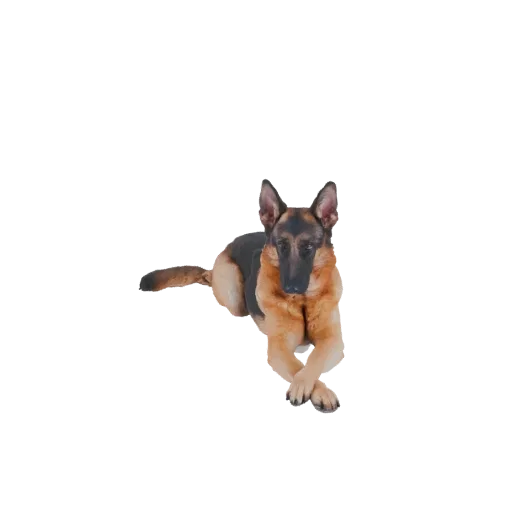 3D модель немецкой овчарки, лежащей с скрещенными передними лапами, смотрящей на зрителя.