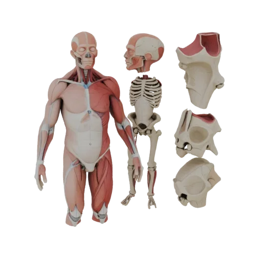 Высокополигональная 3D-модель Набора анатомии секционного сустава, крупный план студийного рендера, показывающая нейтральные