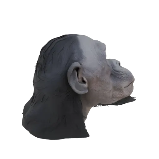 Вид в профиль реалистичной 3D модели головы шимпанзе, показывающий детализированные черты лица и текстуру шерсти.