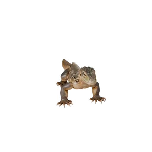 Реалистичная 3D модель варана, вид сбоку, рендер дикой природы, готовый к анимации ассет животного со складками кожи, формами