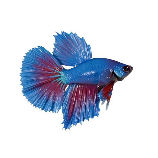 Высокополигональная 3D модель петушка - Детальный STL-ресурс для печати