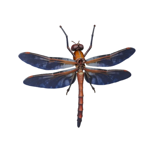 Стрекоза 3D модель для Blender - PBR ресурс с текстурами | PBR