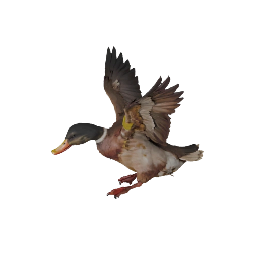 Реалистичная 3D модель утки - rigged PBR ассет для игр | Royalty-Free