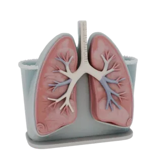 Учебное легкое: 3D-модель для печати, изометрический рендер STL, показывающий цвета мягких тканей, силуэт органа.