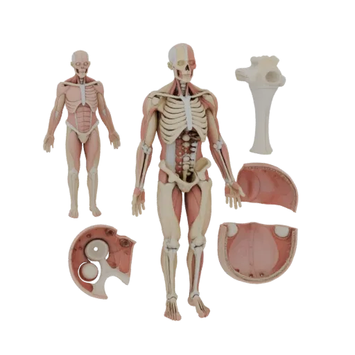 3D-модель модульного набора анатомии суставов, вид сбоку, рендер в техническом окне, показывающий детализацию материалов и ма
