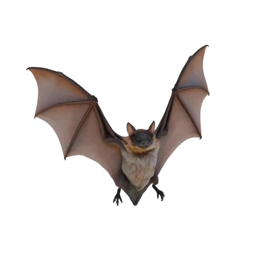 3D модель летучей мыши в полете с расправленными крыльями на черном фоне