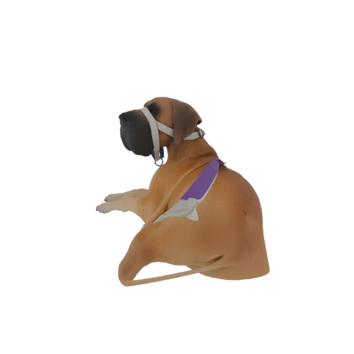 3D-модель дога, лежащего, в наморднике и фиолетово-белой шлейке, на белом фоне.
