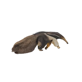 3D model of a Giant Anteater with its long snout and bushy tail, posed on all fours.