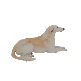 3D-модель белой борзой, лежащей, демонстрирующая элегантный экстерьер и длинную морду на нейтральном фоне.