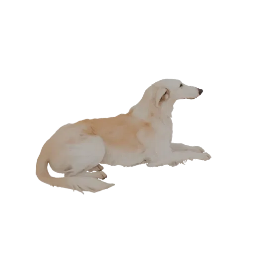 3D-модель белой борзой, лежащей, демонстрирующая элегантный экстерьер и длинную морду на нейтральном фоне.