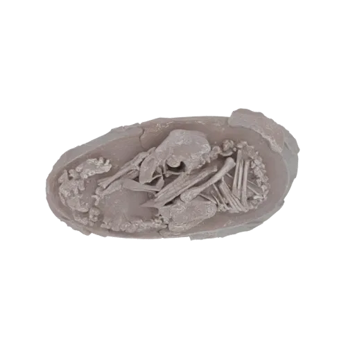 Вид сверху 3D модели окаменевшего эмбриона динозавра, свернувшегося внутри треснувшей скорлупы, с детальными костями и тексту