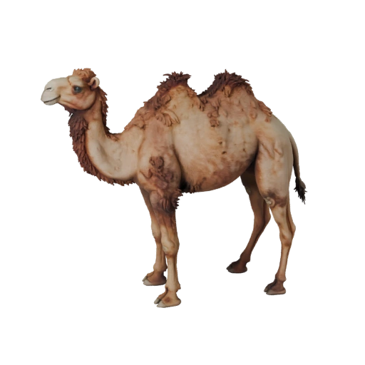 3D модель дромадера для Blender - PBR ресурс с текстурами