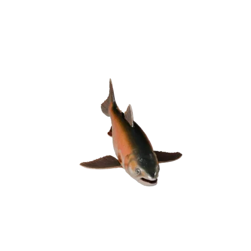 3D модель Salmon, вид сбоку игровой камерой, готовый для Unity ассет животного с мембранами плавников, сужением тела, боковым
