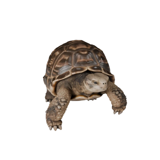 3D модель черепахи для Unity - Готовый игровой ассет, FBX | Бесплатно