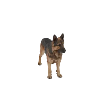 3D модель старой немецкой овчарки с шрамами, порванными ушами и одним слепым глазом, стоящей на белом фоне.