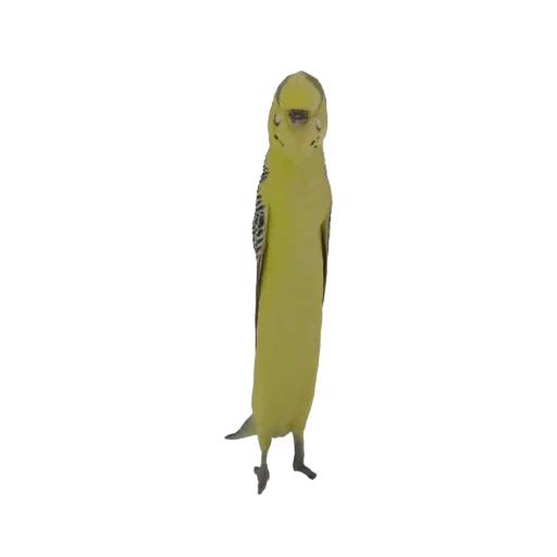 Детальная 3D модель желтого волнистого попугайчика, стоящего прямо и смотрящего вперед.